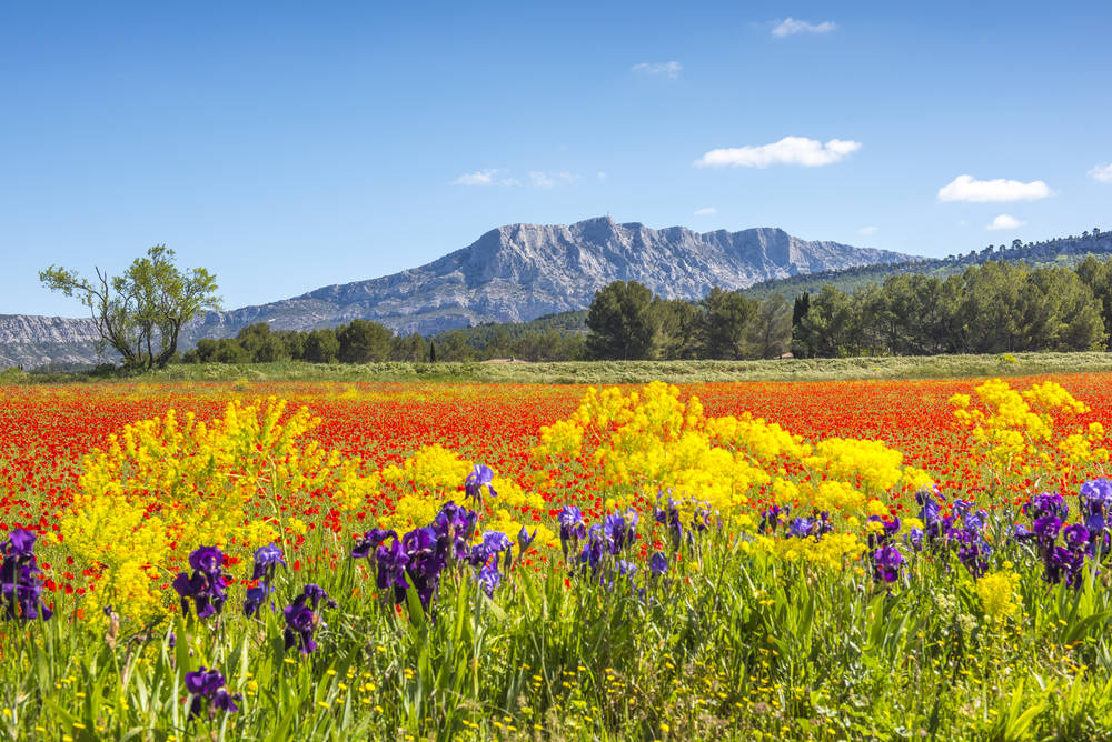 Sainte-Victoire Springanière
