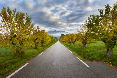 De muurbomen op de D58 in Beaurecueil