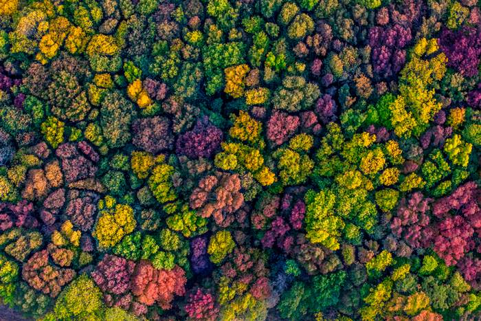 Baldakijn van de herfst 2 Baldakijn van de herfst 2