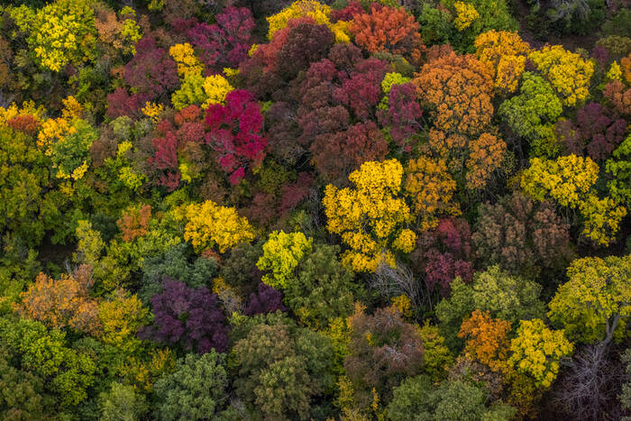 Canopée2022_02 Canopée2022_02