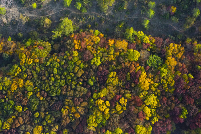 Canopée2022_04 Canopée2022_04