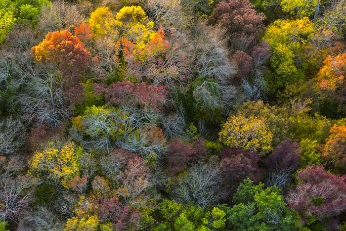 Canopée2022_05 Canopée2022_05