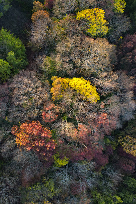 Canopée2022_06 Canopée2022_06