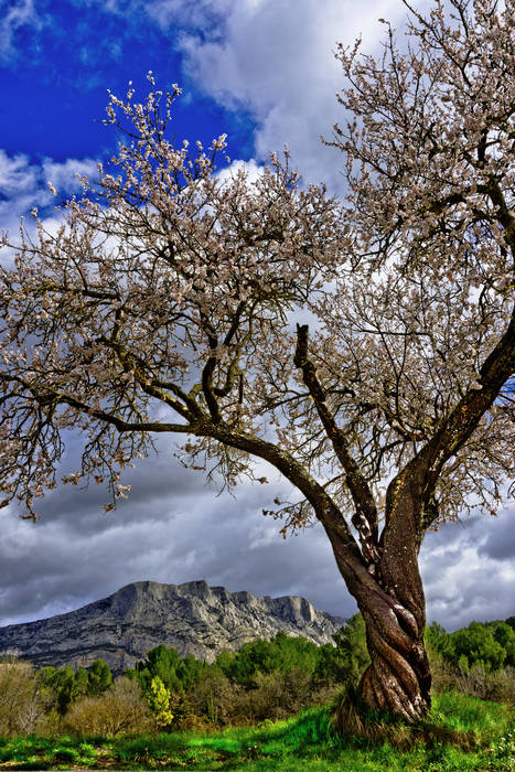 Série Sainte-Victoire 7 Série Sainte-Victoire 7
