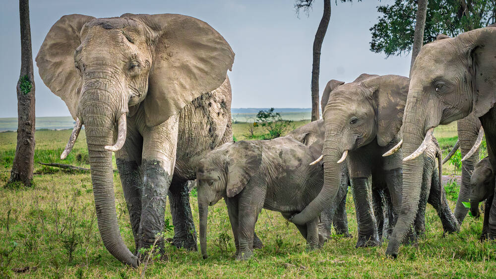 van aangezicht tot aangezicht