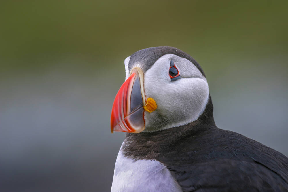 portret papegaaiduiker