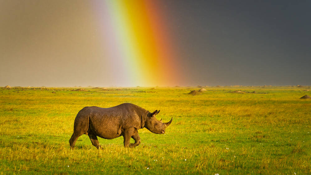 Neushoorns onder een regenboog