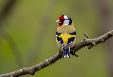 Bofink på en gren Bofink på en gren