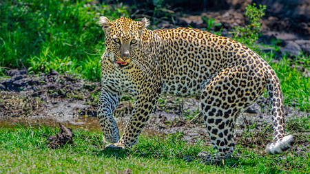 Leopardens förtjusning Leopardens förtjusning