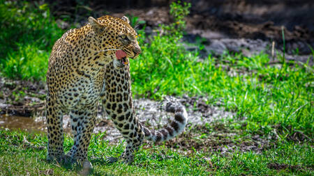 Leopard på savannen Leopard på savannen