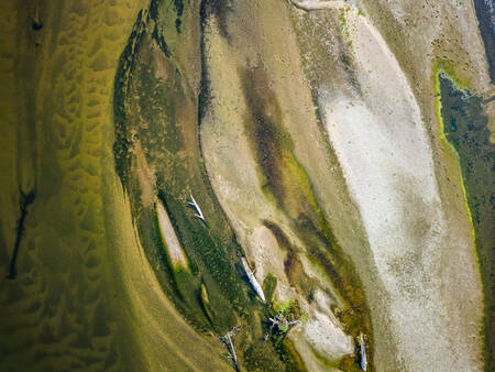 Flodens plågor Flodens plågor