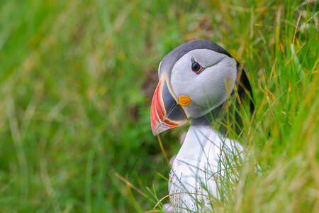 Papageientaucher Papageientaucher