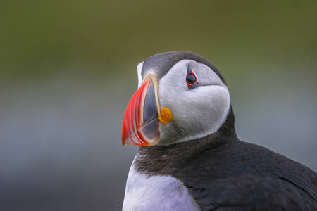 porträtt lunnefågel porträtt lunnefågel