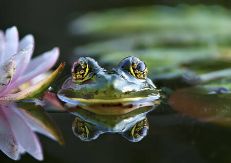Nära dammen Nära dammen