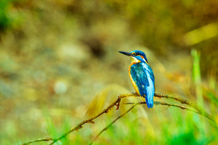 IJsvogels onder observatie