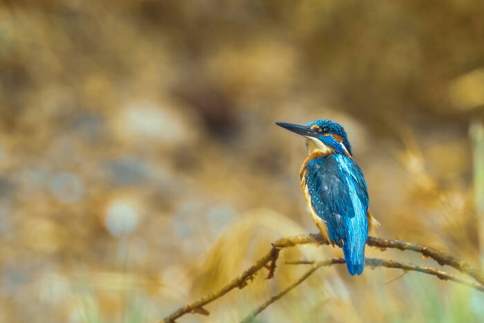 Le martin pêcheur Le martin pêcheur