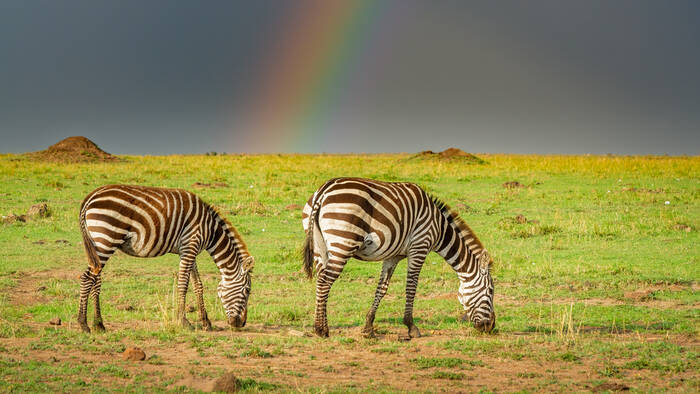 Moderne Impression sur Toile Safari la faune montagne kenya