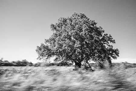 GLI ARBRES DEL VIAGGIO 2 GLI ARBRES DEL VIAGGIO 2