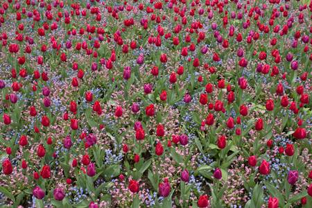 TULIPENBETT TULIPENBETT