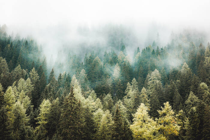 Forest Mood Forest Mood