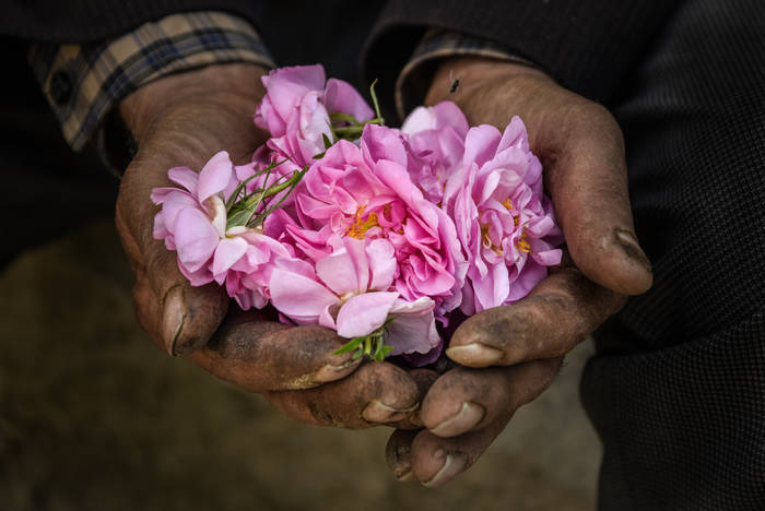 Le parfum des roses Le parfum des roses