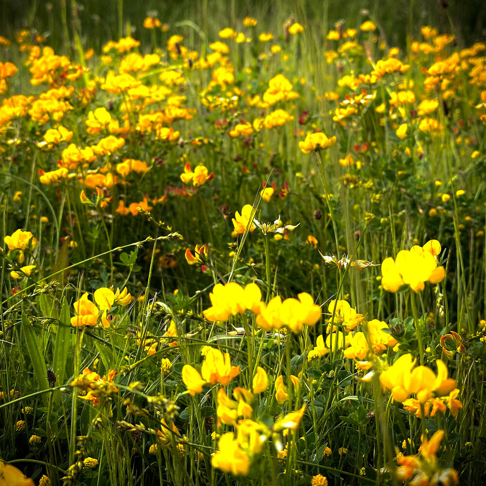 Wild Flowers II