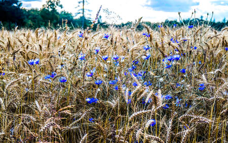 Wild Flowers Wild Flowers