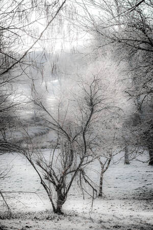 Arbre d'hiver Arbre d'hiver