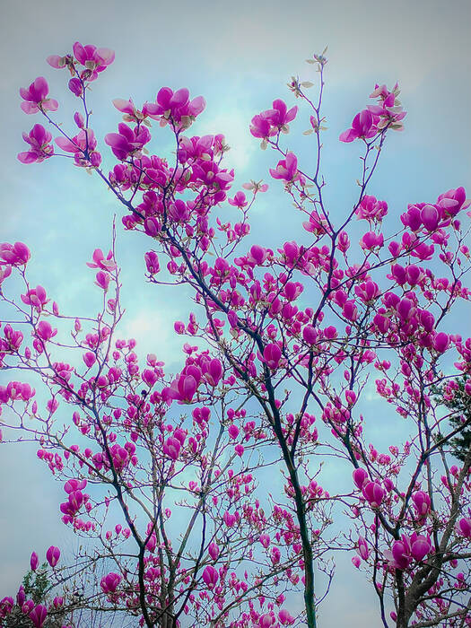 Blooming Time Blooming Time