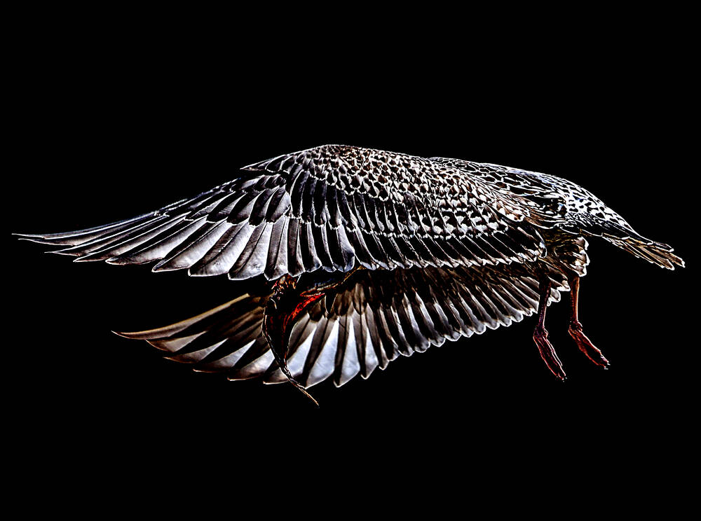 De stilte van de vleugels