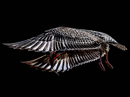 Vingarnas tystnad Vingarnas tystnad