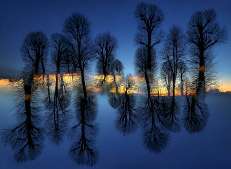 Tree partition Tree partition