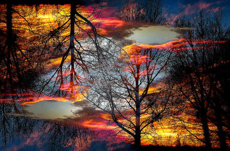 Tree dream Tree dream