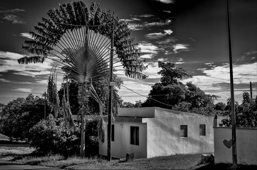 Traveller's tree and little heart