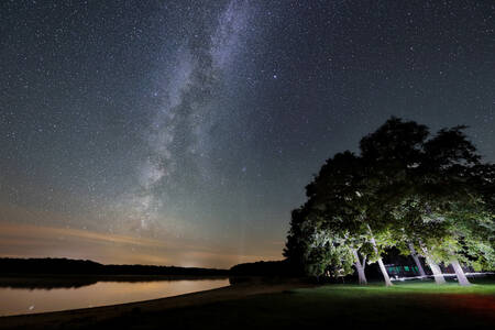 Bumblebee 2 Wall Art