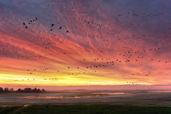 The migration The migration