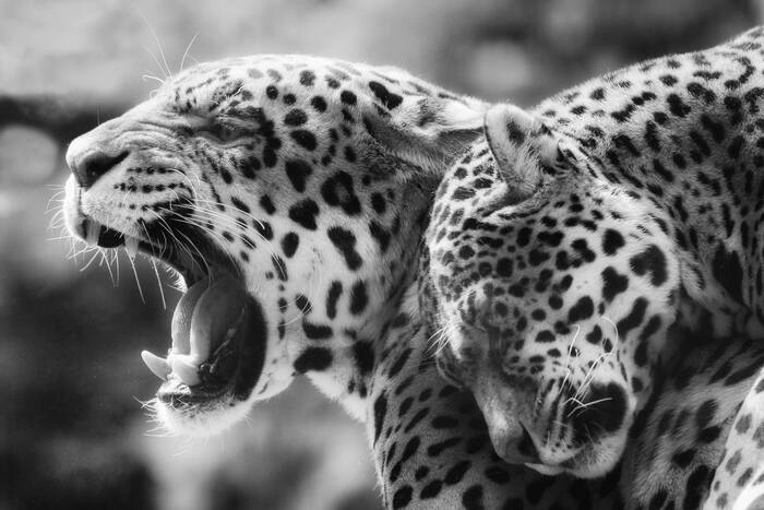 Black and White Leopard Photography art prints For Sale - ArtPhotoLimited
