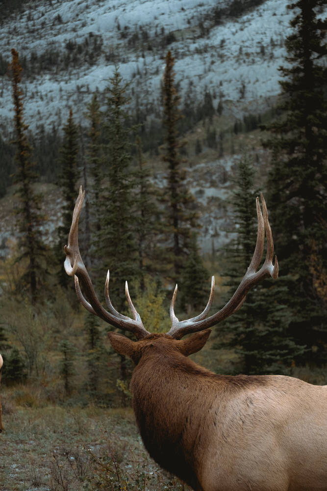 Rocky Mountain Deer