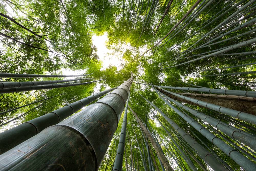 Arashiyama
