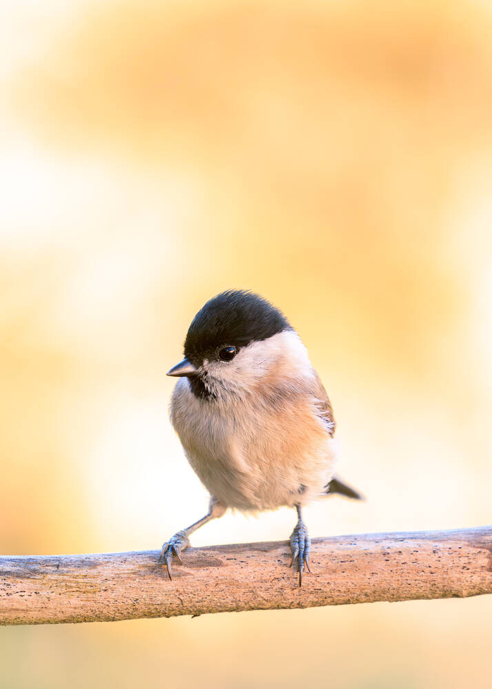 La mésange nonnette