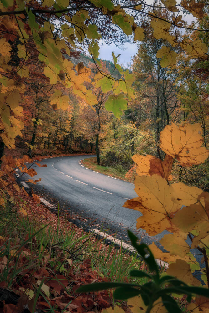La strada attraverso la foresta