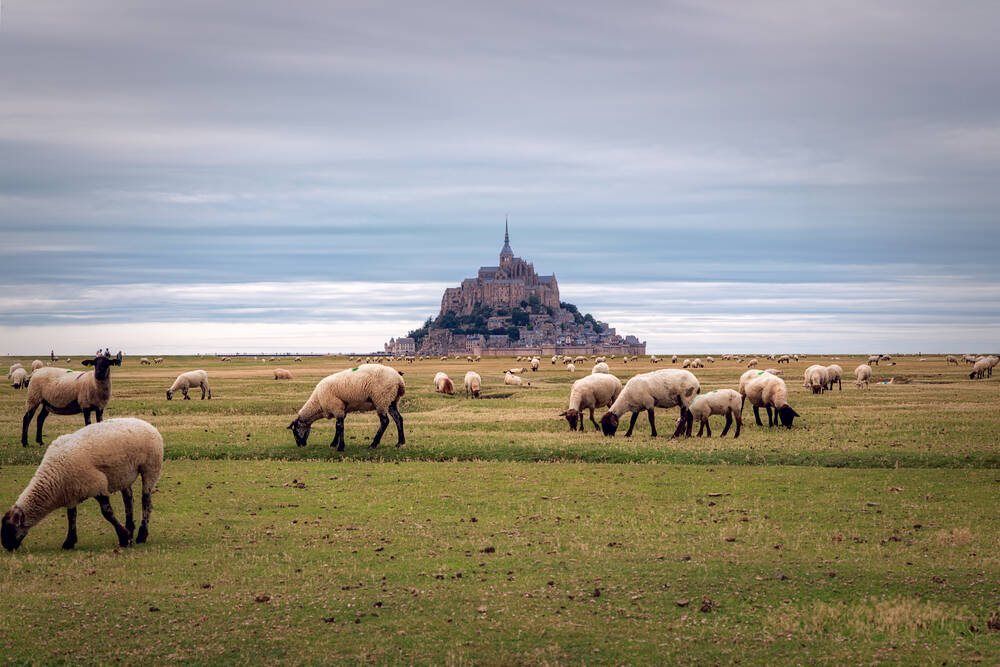De schapen van de Mont Saint Michel