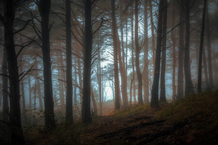 Foresta nella nebbia