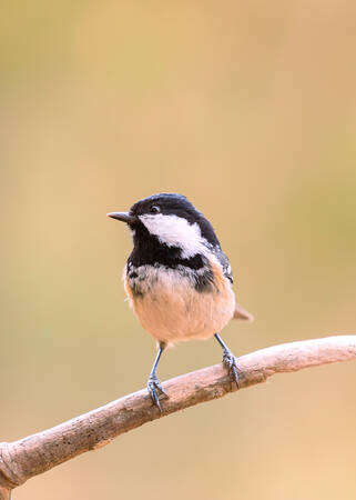 Det svarta bröstet Det svarta bröstet