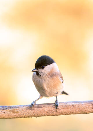 La mésange nonnette La mésange nonnette