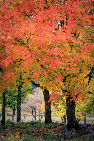 Alberi con i colori dell'autunno