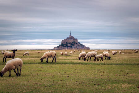 Fåren i Mont Saint Michel Fåren i Mont Saint Michel