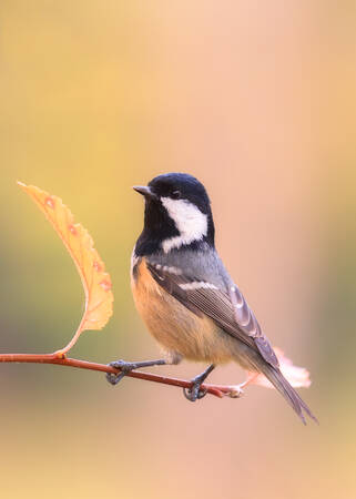 Porträtt av en svart mésange Porträtt av en svart mésange