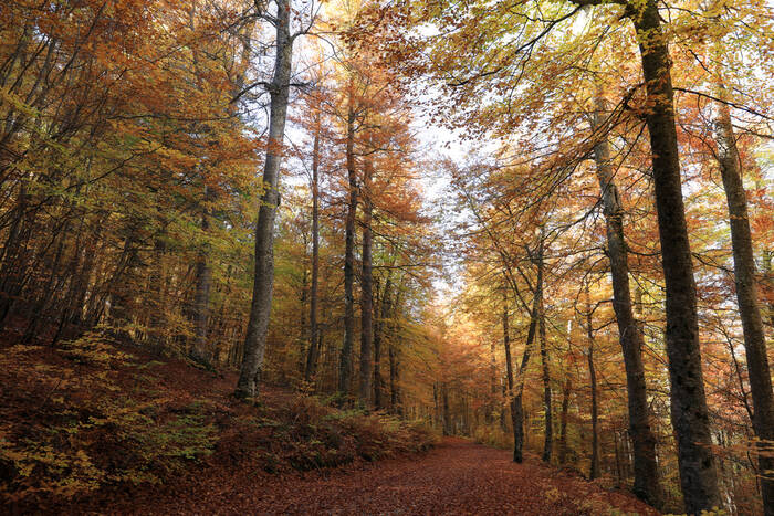 Au cœur de l'automne Au cœur de l'automne