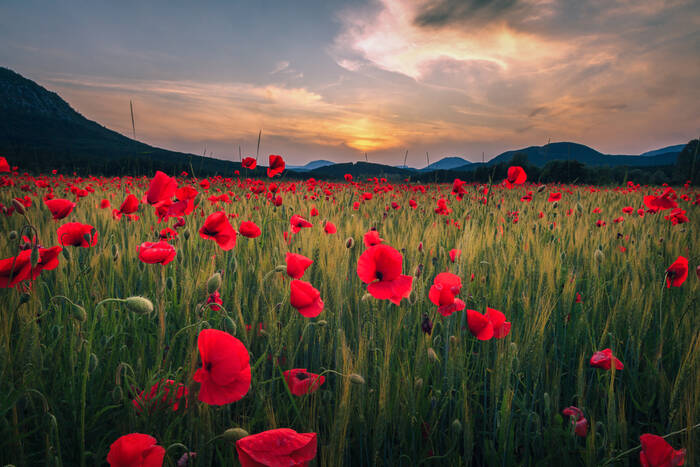 Champ de coquelicots au coucher de soleil Champ de coquelicots au coucher de soleil
